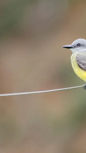 Birdwatching Wallpaper Screenshot 1