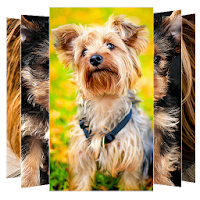 Yorkshire Terrier Wallpaper