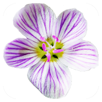 Flora of Virginia
