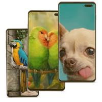 Animal and Bird Wallpaper HD