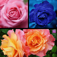 Flower Wallpaper - Images