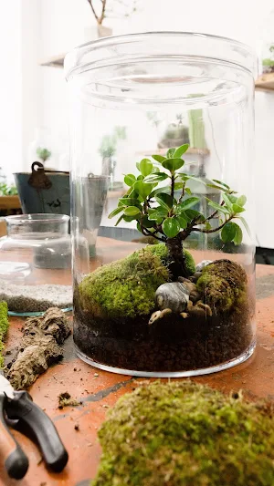 Terrarium Wallpapers Screenshot 3