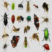 Insects