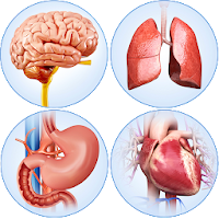 Organs Anatomy Pro.