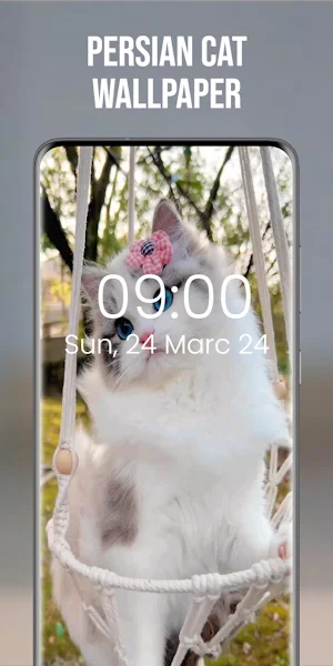 Persian Cat Wallpaper Screenshot 1