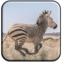 Zebra Wallpaper HD