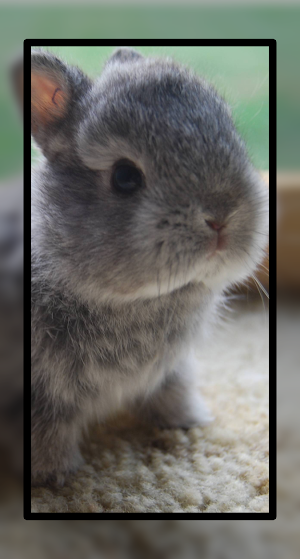 Baby Rabbit Wallpaper HD Screenshot 0
