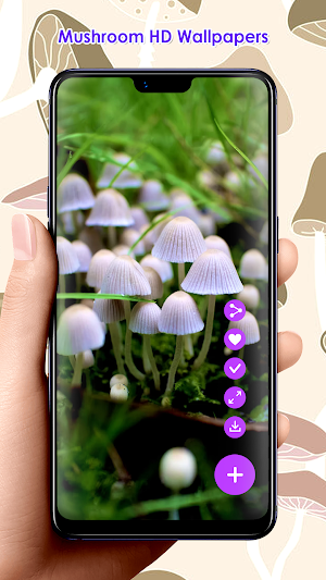 Mushroom HD Wallpapers Screenshot 2