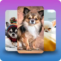 Chihuahuas dog wallpapers