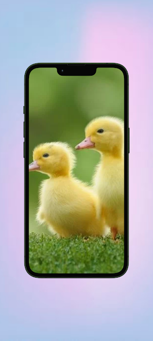 Bebek WalL Screenshot 3