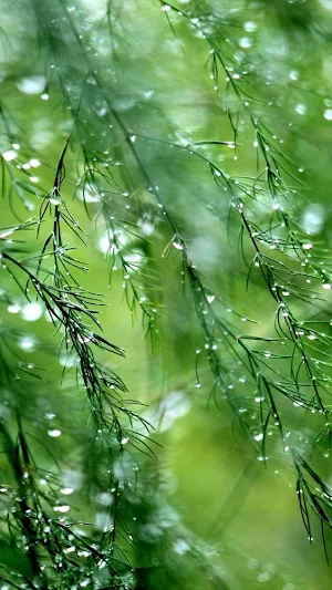 Rain Video Wallpapers Screenshot 2