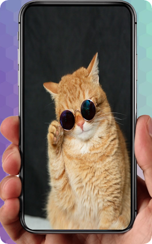 Cute Cat Wallpaper Lucu Screenshot 2