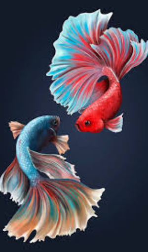 Betta Fish Wallpapers Screenshot 3