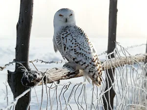 Snowy Owl Wallpapers Screenshot 3