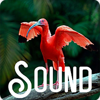 Ibis Bird Soundboard Ringtones