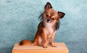 Chihuahuas wallpapers Screenshot 3