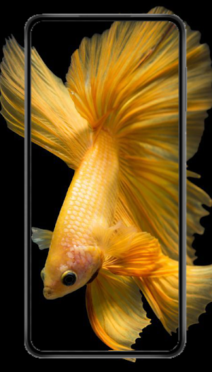 Ikan Cupang Wallpaper HD 2023 Screenshot 3