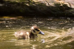 Duckling Wallpapers Screenshot 2