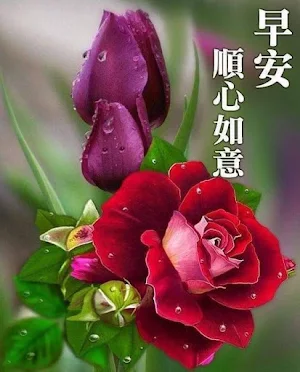 早安-早上好 早安问候图片祝福图片 晚安问候 新年祝福 Screenshot 2
