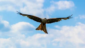 Eagle Wallpapers Screenshot 3