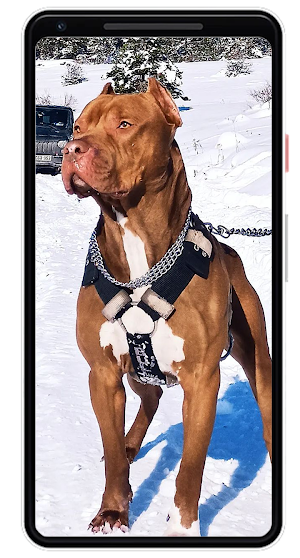 Pitbull Wallpapers Screenshot 2