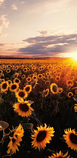 Beautiful Flowers Wallpapers Screenshot 3
