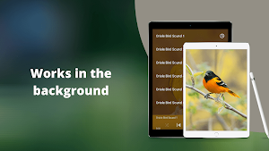 Oriole Bird Sounds Screenshot 2