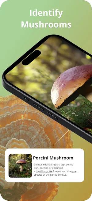 Picture Mushroom Screenshot 0
