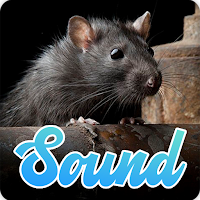 Rat Sounds Effect