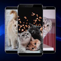 Kitten Wallpapers
