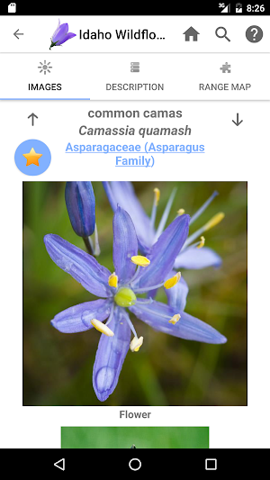 Idaho Wildflowers Screenshot 3
