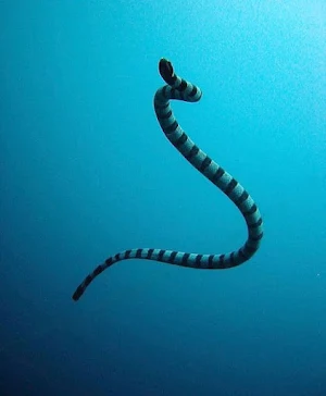 Banded Krait Snake Wallpapers Screenshot 2