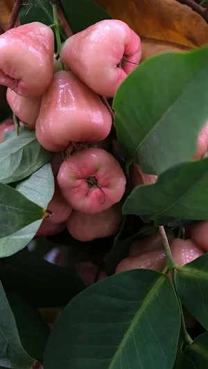Pink Fruit Wallpaper Screenshot 3