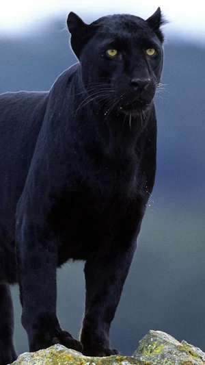 Black Panther Wallpapers 4K Screenshot 3