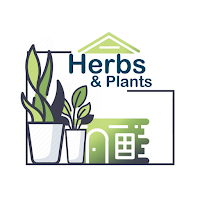 Herbs & Plants