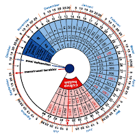 Pregnancy Calendar