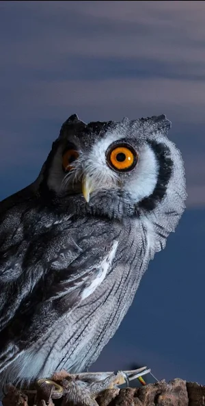 Cute Owl Wallpaper Screenshot 2