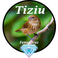 Canto Fêmea de Tiziu