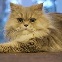Cat Super HD Wallpaper