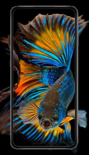 Ikan Cupang Wallpaper HD 2023 Screenshot 2