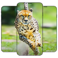 Cheetah Wallpaper HD