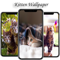 Kitten Wallpaper HD