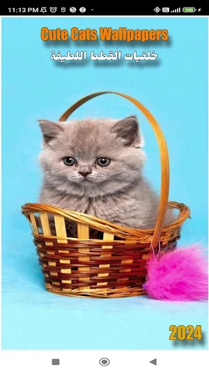 Cute Cats Wallpapers 2024 Screenshot 0