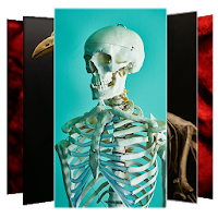 Skeleton Wallpapers and Backgrounds