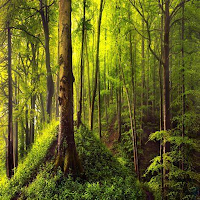 Forest Sounds
