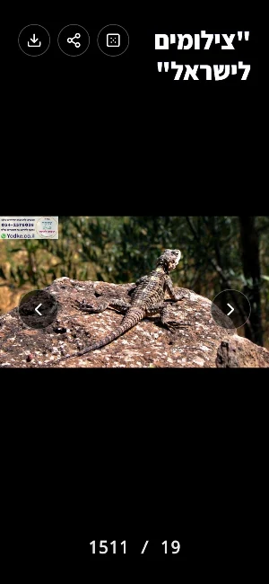 צילומים ישראל Screenshot 2