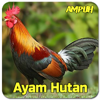 Suara Pancingan Ayam Hutan