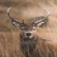 Elk Sounds