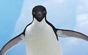 Penguin Wallpapers Screenshot 1