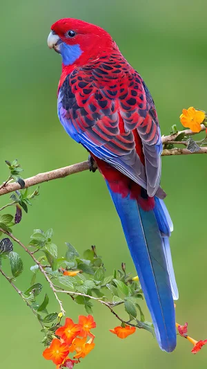 Birds Wallpaper 4K Screenshot 0
